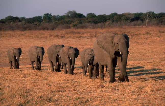 The elephants have died due to lack of water and overcrowding (Credit: PA)