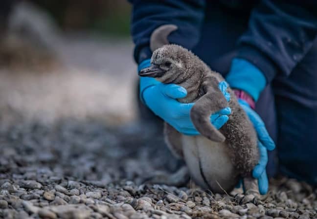 How about helping rear some baby penguins? (Credit: Chester Zoo)