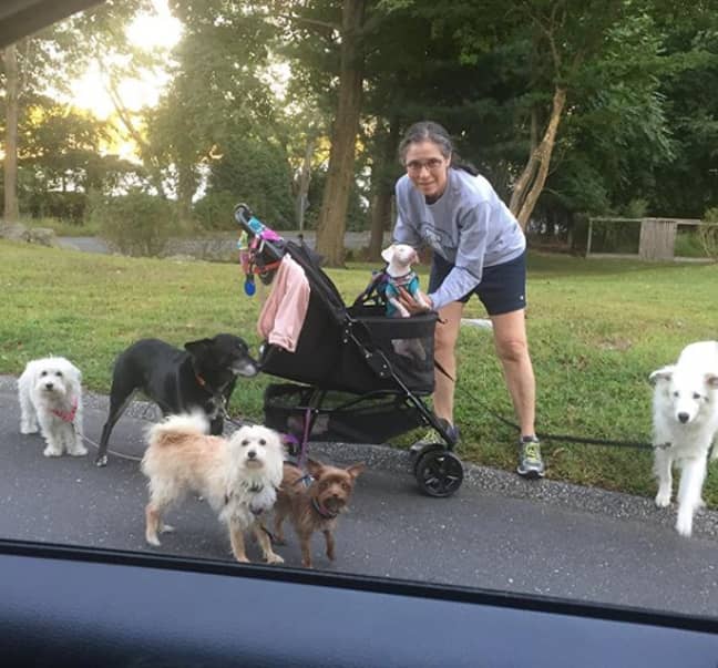 Melissa is looking after seven pups Credit: Instagram/ @pinkpigletpuppy