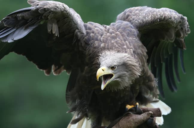 The White-tailed eagle is easy to spot (Credit: PA) 
