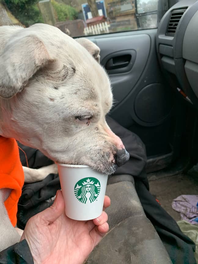 Enjoying 3 puppacinos a week from Starbucks was on his bucket list (Credit: Caters)