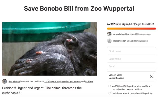 Ms Brente launched a petition online in attempt to save Bili the Bonobo