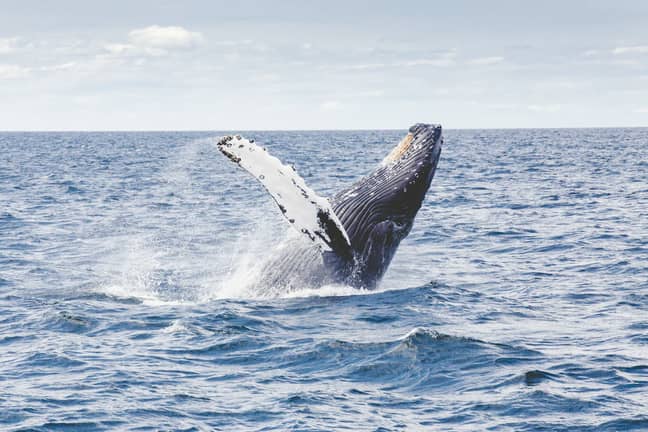 The North Atlantic right whale is listed as 