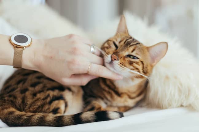 Did you know you can communicate with your kitty? (Credit: Unsplash)