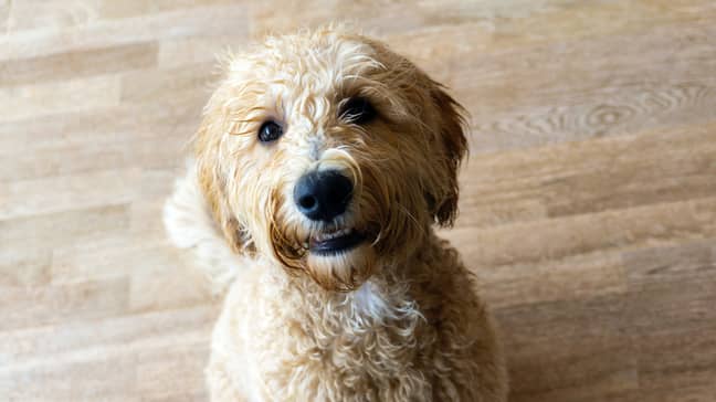 Labradoodles seem to be causing the most mischief (Credit: Unsplash)