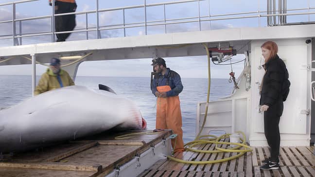 Stacey also catches a glimpse of commercial whaling in Norway (Credit: BBC)