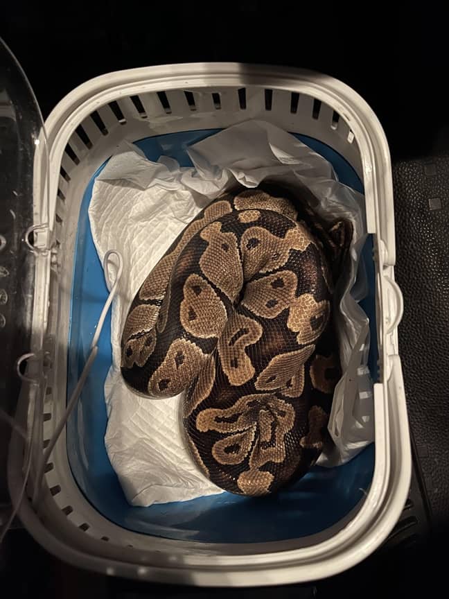 This particular Royal Python was found curled up behind a couple's tumble dryer in their utility room (Credit: RSPCA)
