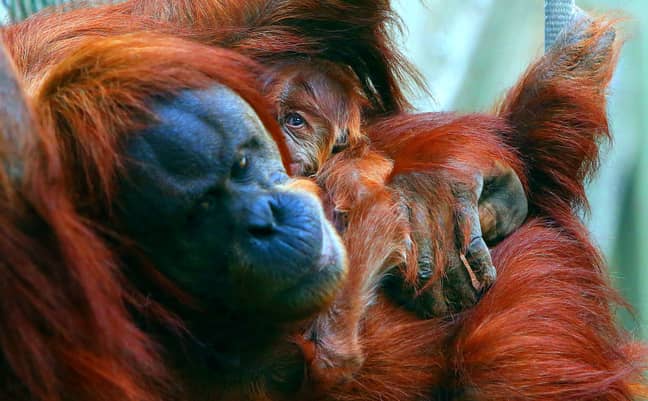 Endangered orangutans and other mammals were saved by keepers. Credit: PA Images