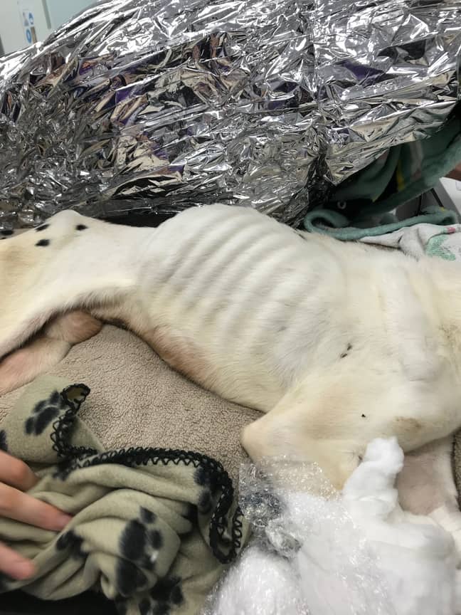 Rescuers said the dog was the thinnest they'd ever seen alive (Credit: SWNS)