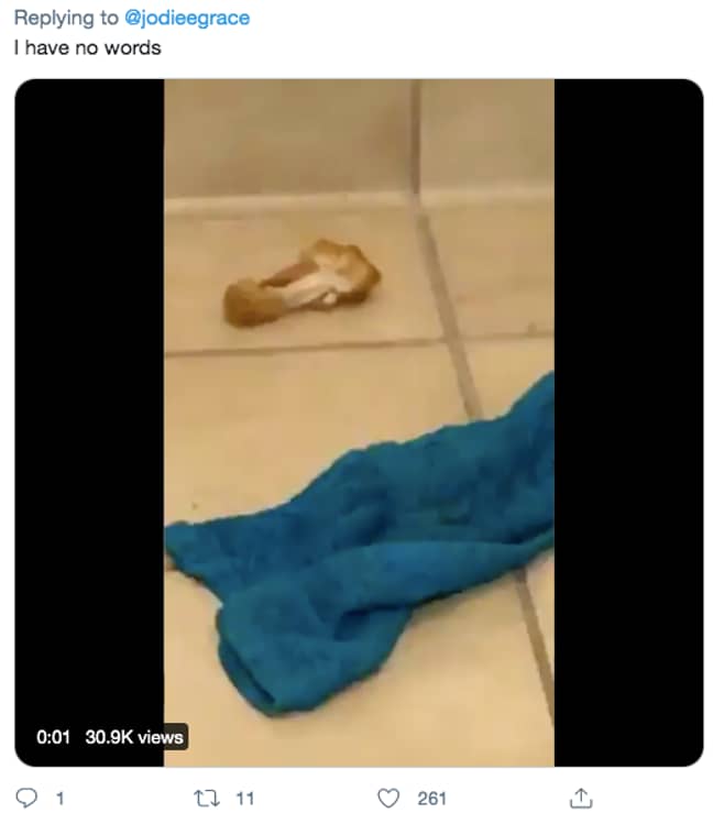 That's a chicken bone on the floor... (Credit: Twitter)