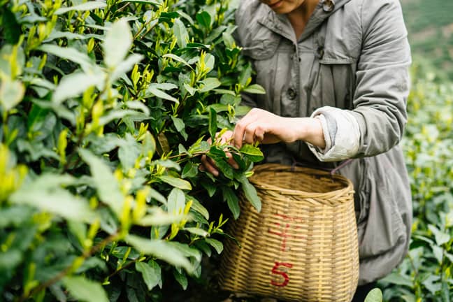 Tea farms' conditions could directly affect the taste of stock, too (Credit: Shutterstock)