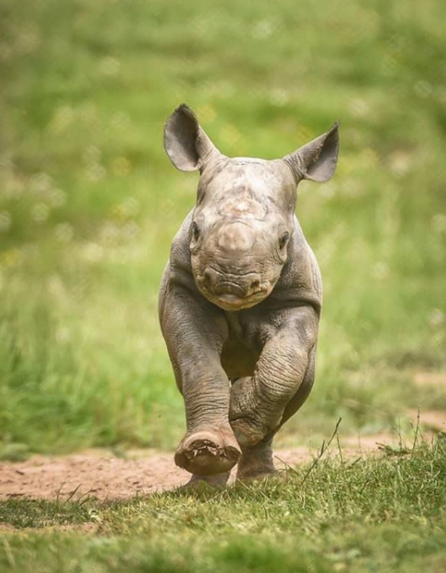 Rhino at Chester Zoo (Credit: Chester Zoo/Instagram)