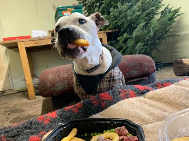 Staff at Dogs 4 Rescue even took him out for dinner (Credit: Caters)