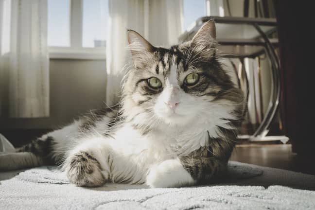 Researchers found the cats responded positively (Credit: Unsplash)