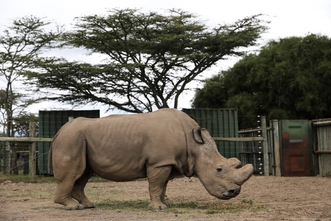 An image of Sudan taken in 2016, the world's last male northern white rhino. Credit: PA