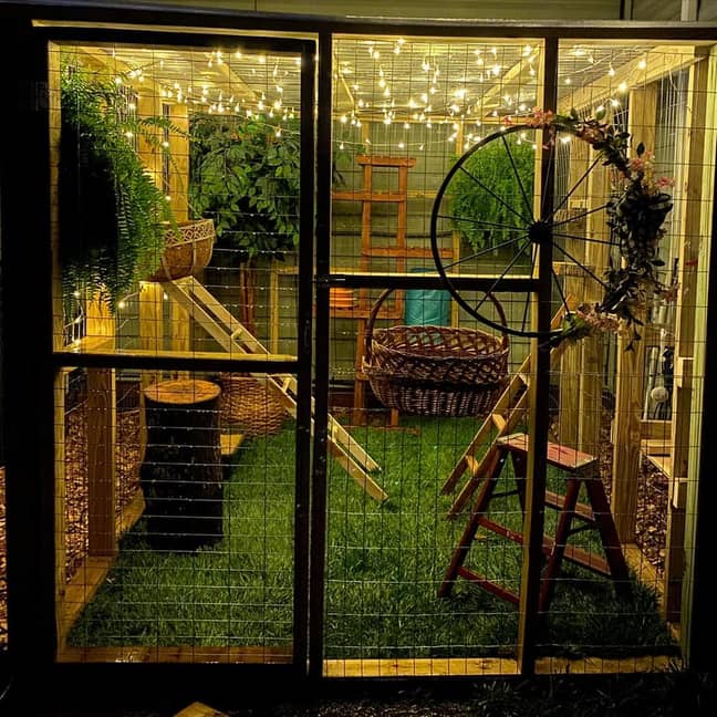 The cat patio looks even better at night! (Credit: Caters)