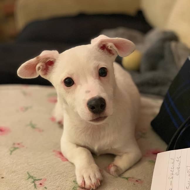 Noodle was found last December roaming the streets of London at just ten-weeks-old (Credit: Battersea Dogs &amp; Cats Home)