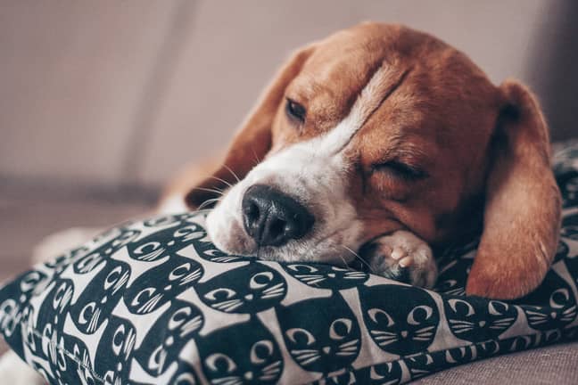 When it comes to greediness, Beagles will steal food from your plates (Pexels)