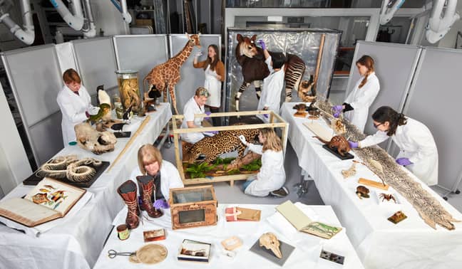 The Natural History Museum have been busy prepping the exhibits (Credit: Trustees of the Natural History Museum)