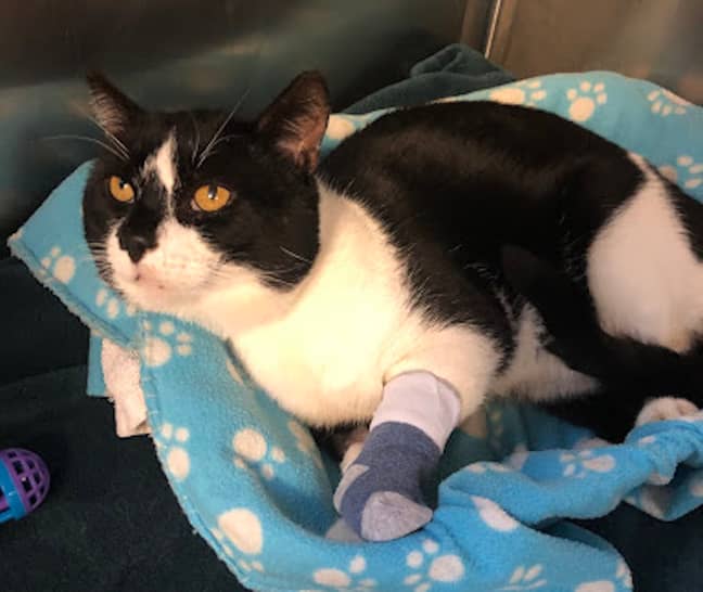Cats wear socks on their paws when they're recovering from anaesthetic (Credit: RSPCA Putney Animal Hospital)