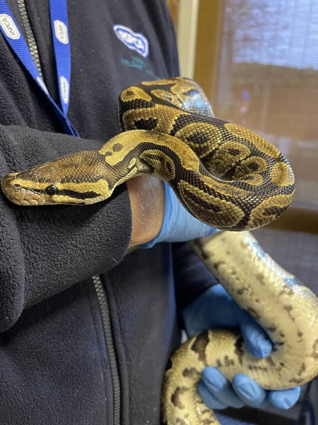 In the wild, royal pythons are found in West and Central Africa where they live in grasslands and forests (Credit: RSPCA)