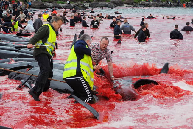 Stock picture: Every year, herds of pilot whales are slaughtered in Denmark's Faroe Islands (Credit: Shutterstock)
