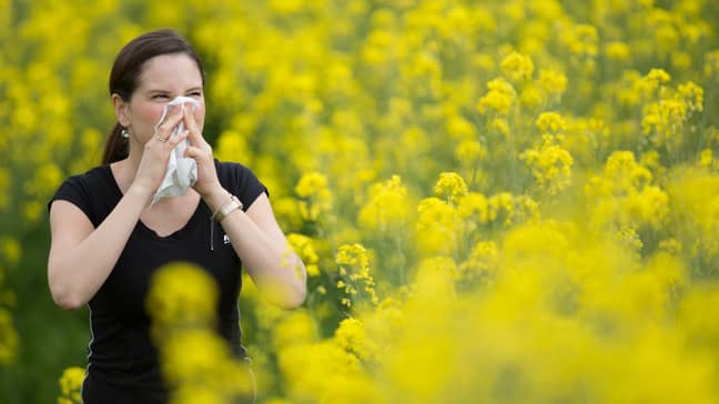 Hay Fever Warning As High Pollen Count Forecast For Large Areas Of UK. Credit: PA