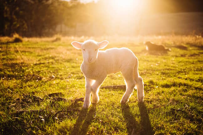 The show is set to challenge our view on farm animals vs more typical pets. (Credit: Pexels)