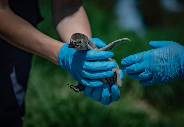 The final penguin chick emerged from its egg on 14th April (Credit: Chester Zoo)