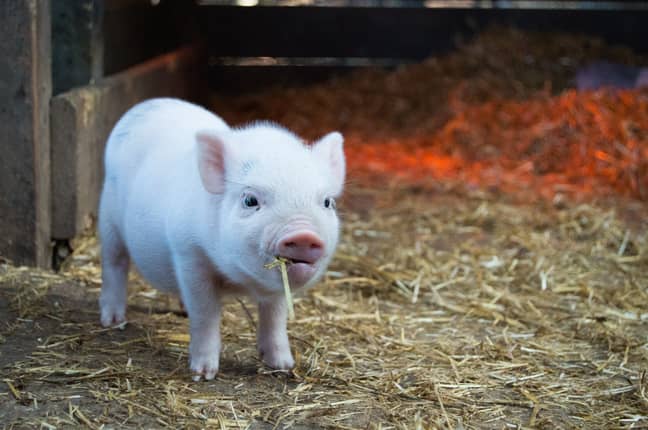 If you were forced to have a pig as a pet, would you be able to serve it up afterwards? (Credit: Unsplash)