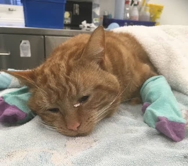 The cats need baby socks to keep heat escaping through their pads after surgery (Credit: RSPCA Putney Animal Hospital)