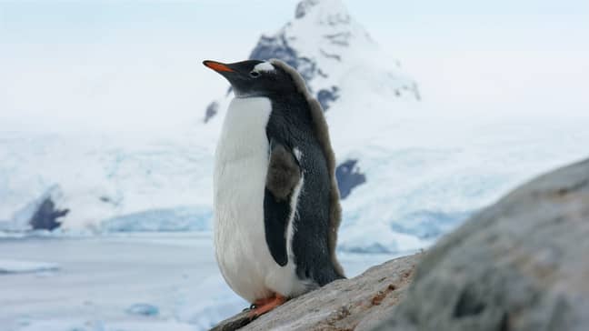 A young gentoo penguin in Antarctica will be shown in episode one. (Credit: BBC NHU)
