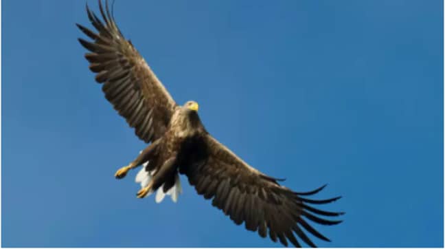 The White-tailed eagle is easy to spot (Credit: PA)