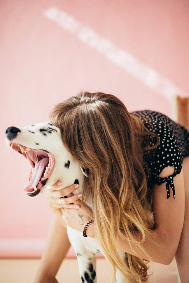 Dogs of all ages and breeds can apply, but pooches with serious underlying conditions should not (Credit: Pexels)
