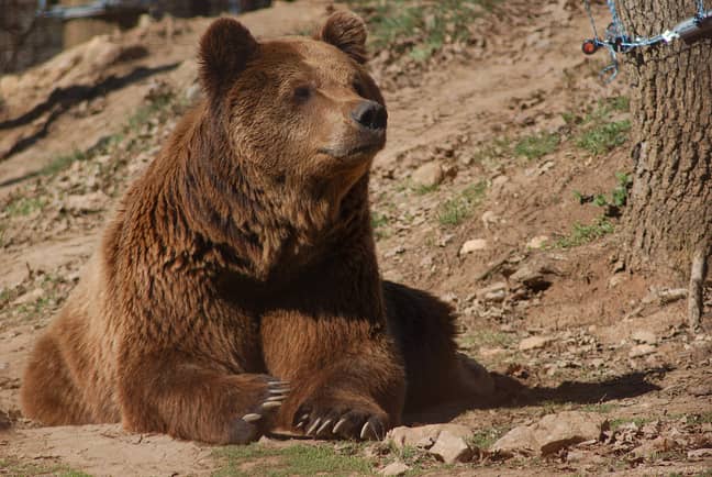 Brown bears aren't actually found in North Carolina, although black bears are (Credit: Pexels)