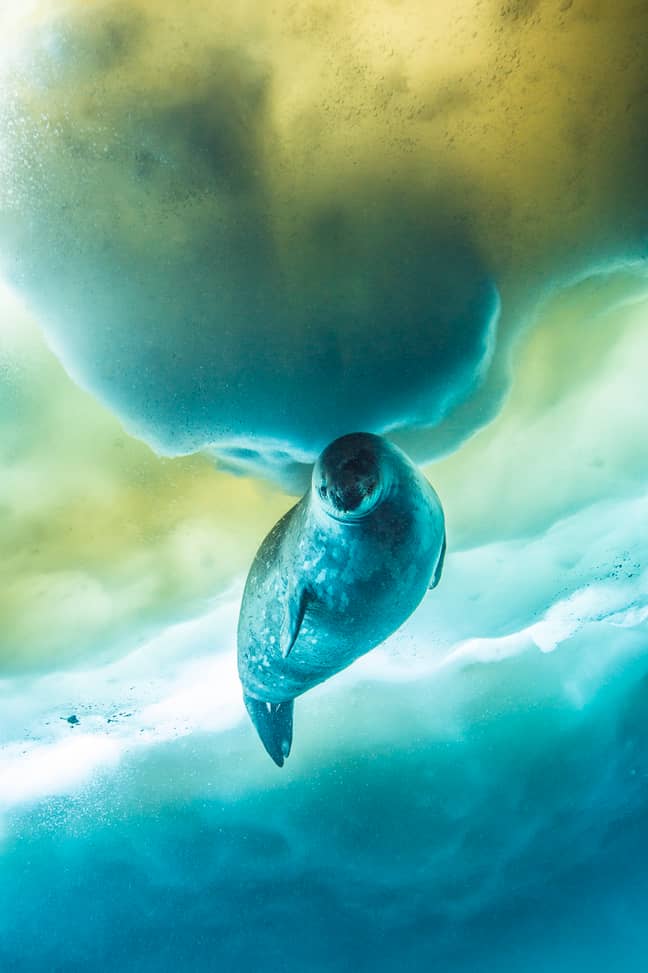 The Weddell seal was filmed for episode one in Antarctica. (Credit: BBC NHU/Espen Rekdal)