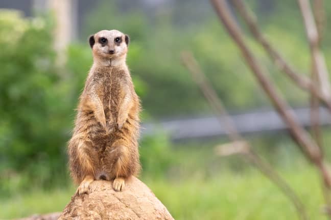 This week Chester Zoo created a JustGiving page to help raise funds towards the £465k a month it needs to look after its animals. (Credit: Shutterstock)