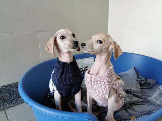 The RSPCA is helping Holly and Ivy regain full health (Credit: RSPCA)