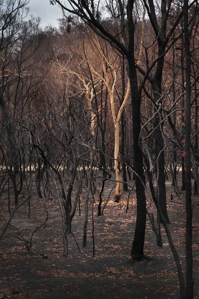 Some pictures showed oddly how the fires charred most trees but left others (Credit: Kennedy News and Media)