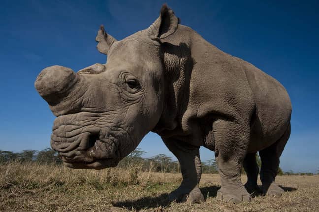 Saving the Survivors charity and BBC's Natural History unit are on the hunt in Sudan for Northern White Rhinos (Credit: PA)