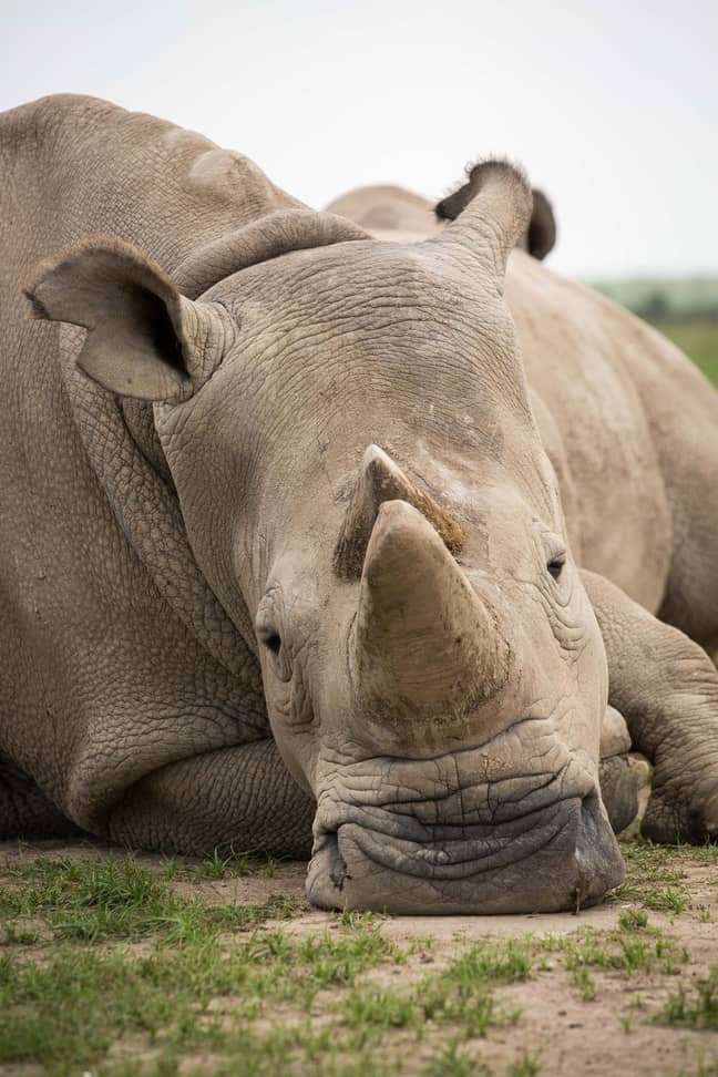 The white rhino was announced as extinct in 2018 (Credit: PA)