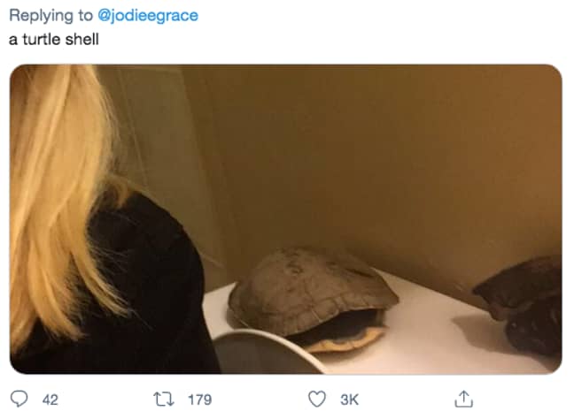 A turtle shell was another baffling find (Credit: Twitter)
