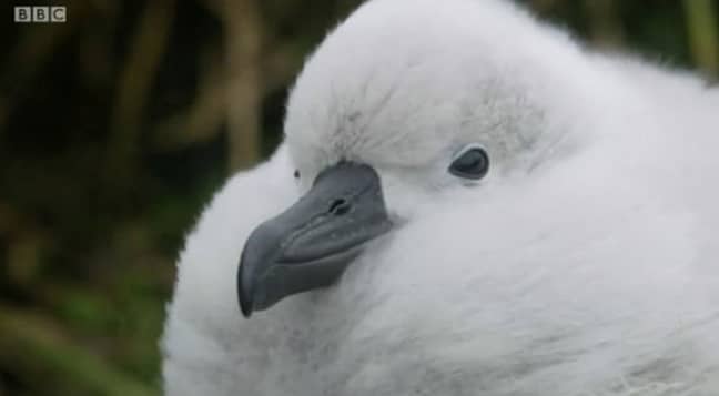 This baby albatross is the one that fell out the nest on Seven Worlds, One Planet (Credit: BBC)