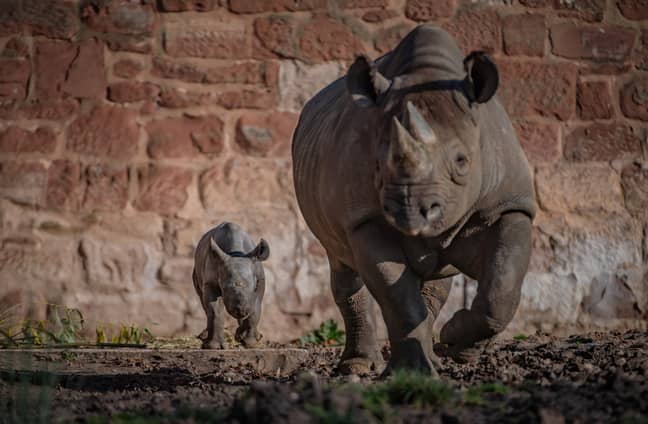 Zookeepers are now asking the public to help them decide on the name of the little rhino (Credit: SWNS)