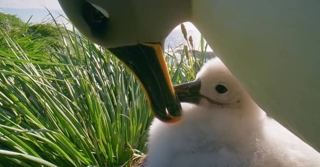The albatross eventually made it back and was accepted by its parents again (Credit: BBC)