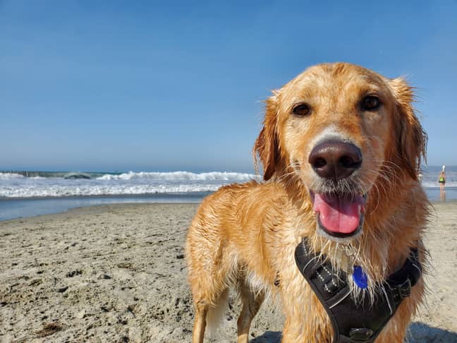 Golden retrievers have officially been crowned the most popular pooch (Credit: Unsplash)
