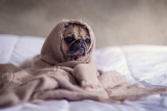 Keep your pet cosy in its very own den (Credit: Unsplash)