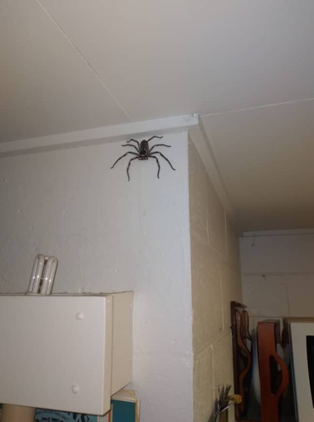 The man said he had been living with the spider for a year (Credit: Facebook)