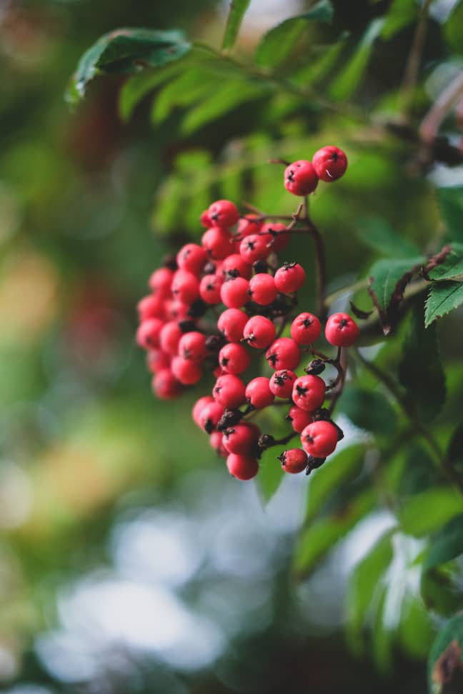 The Rowan tree also proved an inspiration for parents (Credit: Unsplash)