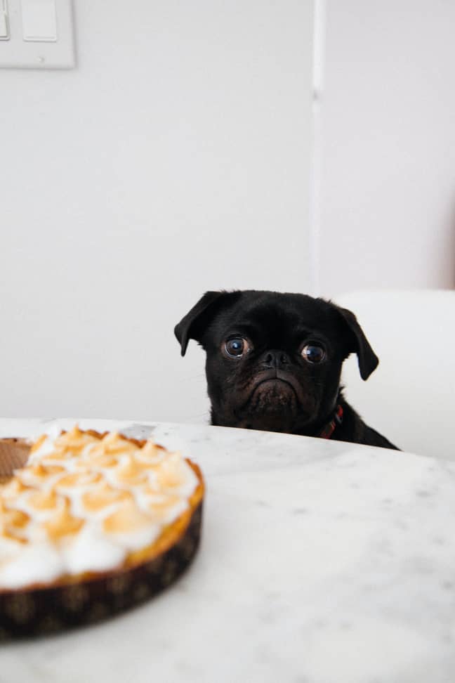 Dogs have been putting on weight during lockdown (Credit: Unsplash)